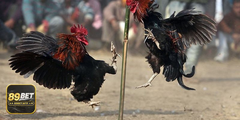 Vảy gà thần kê - Vì sao được giới chơi coi trọng?