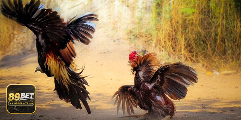 Đá gà tre - Dáng – tướng – phản xạ