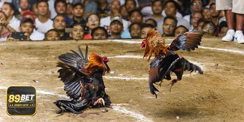 Thưởng nạp đầu 89bet - Bước 5: Chọn/nhận thưởng theo hướng dẫn