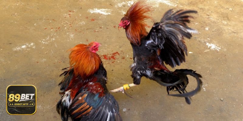 Thuật ngữ đá gà - Nhóm A: Giống gà – nguồn gốc phong cách thi đấu