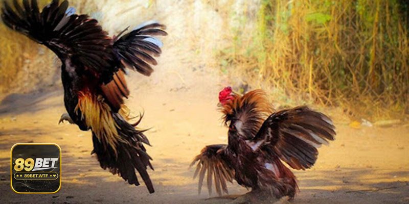 Thuật ngữ đá gà - Các cửa cơ bản