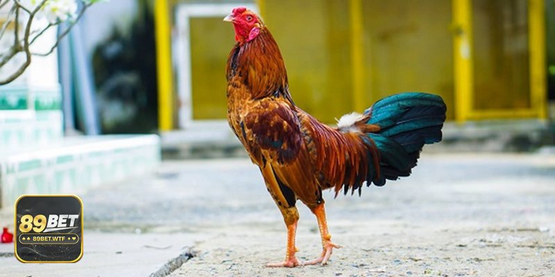 Thuật ngữ đá gà - Nhóm 3: Pha “xoay cục”